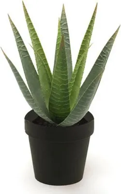 Produktbild von künstliche Aloe Vera Pflanze im Topf mit 12 Blättern H. 31cm Emerald Topfplanze