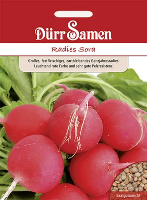 Produktbild von Dürr-Samen - Radies Sora - Saatgut - 1844