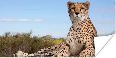 Produktbild von MuchoWow® Poster Leopard - Tiere - Natur 160x80 cm - Foto Poster