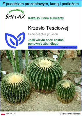 Zdjęcie produktu dla SAFLAX - Zestaw prezentowy - Krzesło Teściowej - 40 Nasiona - Z pudełkiem upominkowym, etykietą wysyłkową, kartą podarunkową i podłożem uprawowym - Echinocactus grusonii