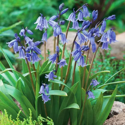 Image de Hyacinthoides Bulbes Fleurs Bulbes de renoncules Non-Scripta 5 pcs.