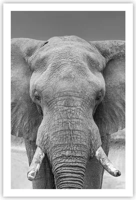 Produktbild von Poster - Poster ohne Rahmen - Elefant Afrika Tier - 61x91,5 cm - Wand Bild - Wanddeko - Wandbilder - Kunstposter - Wandposter - Bilder - Kunstdruck - Wanddekoration - Wandbild - P2XPA61x91-5072