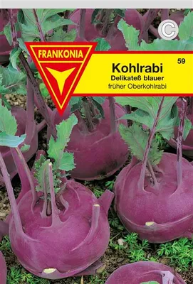 Produktbild von Kohlrabi Delikateß blau