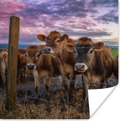 Produktbild von MuchoWow® Poster Kuh - Zaun - Gras 30x30 cm - Wandposter - Printing