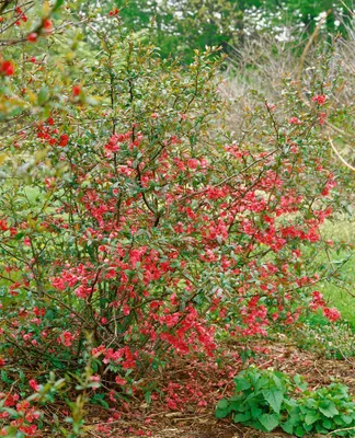 Produktbild von Chaenomeles 'Rubra', Zierquitte, rot, 40–60 cm