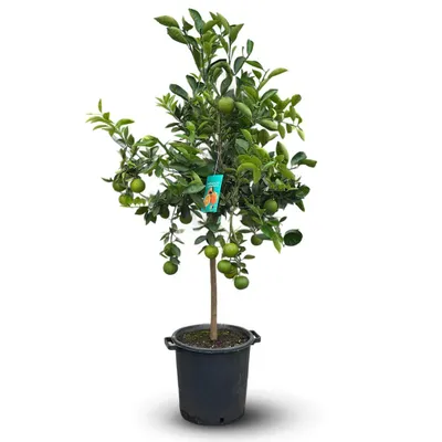 Image de Oranger - citrus sinensis - agrume méditerranéen - arbre fruitier - ↕ 170-190 cm - ⌀ 35 cm