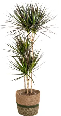 Obrázek produktu pro Dracaena Marginata Magenta vcetne prírodního košíku - výška 130 - 150cm