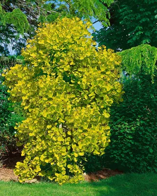 Produktbild von Cotinus coggygria 'Golden Spirit', Perückenstrauch, goldgelb, 40–60 cm
