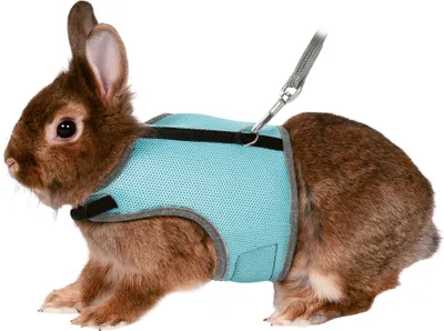 Produktbild von Trixie Softgeschirr für Kaninchen