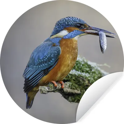 Produktbild von MuchoWow® Runde Wandtattoo - Wandsticker Tapete Aufkleber Eisvogel - Fisch - Tier Ø 50 cm Selbstklebend und Repositionierbar - Wandaufkleber - Kreis - Wand Kreis - Wand Bild - Foto Tapete - Selbstklebende - Wohnzimmerdekoration - Wand Dekoration - Kinderzimmer