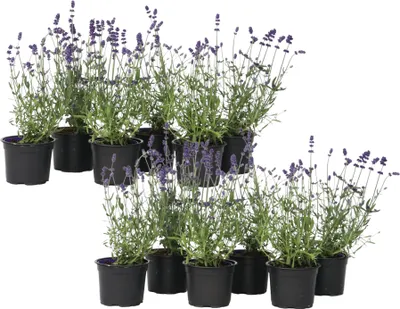 Produktbild von Levanduľa úzkolistá - 12 ks. - Lavandula angustifolia - Výška 10-15cm - ⌀10,5cm