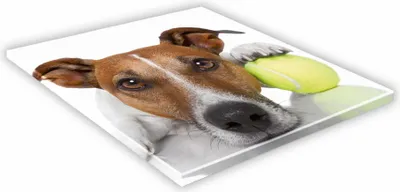 Zdjęcie produktu dla SZKLANA DESKA KUCHENNA 35x35 464g Russell terrier