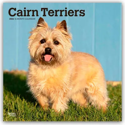 Produktbild von Cairn Terriers 2026 - 16-Monatskalender
