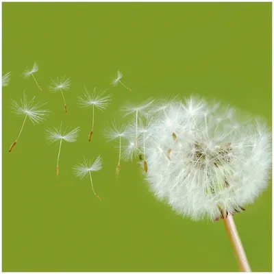 Produktbild von Wallario Premium Glasbild, freischwebende Optik, kräftige Farben, Größe 30 x 30 cm Motiv Pusteblume auf der Wiese mit fliegenden Samen