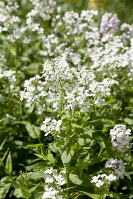 Produktbild von Hesperis matronalis 'Alba', Nachtviole, weiß, ca. 9x9 cm Topf