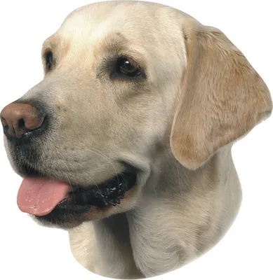 Produktbild von Nobby Aufkleber Labrador hell