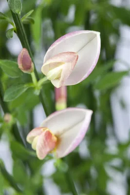 Produktbild von Cytisus scoparius 'Moyclare Pink', Besenginster, rosa Blüten, 40–50 cm