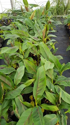 Image de Musa sikkimensis 'Red Tiger' / Bananier du Sikkim