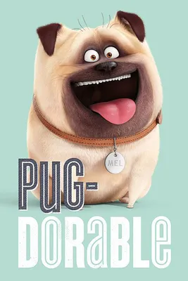 Immagine prodotto di Poster "Cuccioli a casa da soli" - Pug-Dorable 91,5 x 61 cm