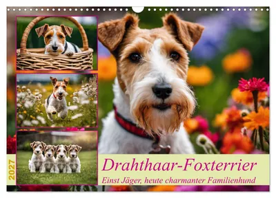 Produktbild von Drahthaar-Foxterrier (Wandkalender 2027 DIN A3 quer), CALVENDO Monatskalender