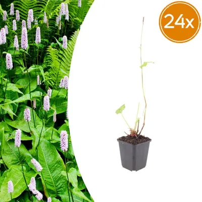 Immagine prodotto di Persicaria a. 'Alba' | 24 pezzi - 10-25cm - Ø9cm - Pianta da giardino