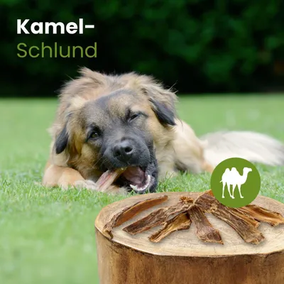 Produktbild von Kamel-Schlund 100g