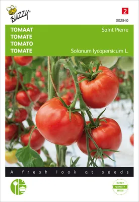 Artikelbild 2 von 'Tomate Saint Pierre' aus der Kategorie Tomatensamen