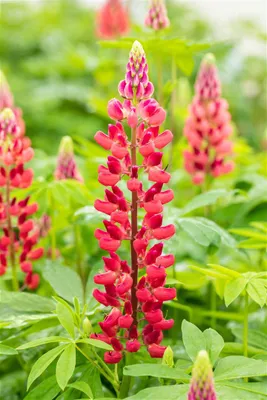 Produktbild von Lupinus polyphyllus 'Mein Schloss', Lupine, rosa, ca. 11x11 cm Topf