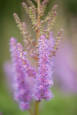 Produktbild von Astilbe chinensis var. pumila, Zwerg-Prachtspiere, rosa, ca. 9x9 cm Topf
