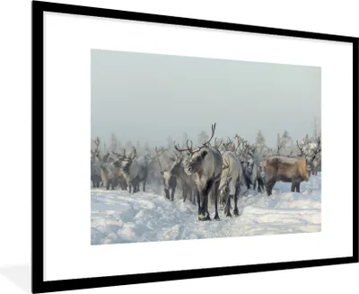 Produktbild von MuchoWow® MuchoWow® Gerahmtes Poster Rentier - Schnee - Tiere 90x60 cm - Poster mit zchwarzem Bilderrahmen - Wanddekoration - Fotos