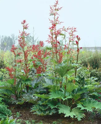 Produktbild von Rheum palmatum var. tanguticum, Rhabarber, ca. 11x11 cm Topf