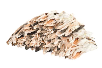 Produktbild von 4 kg Kaninchenohren mit Fell (8x500g) Hasenohren, fettarm