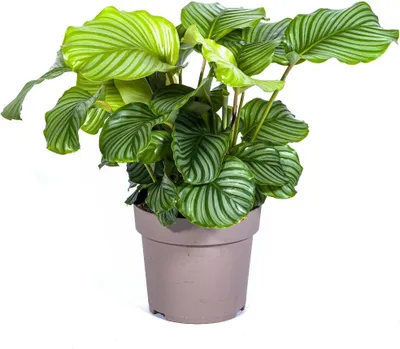 Obrázok produktu pre Korbmarante Calathea Orbifolia – izbová rastlina, priemer 27 cm, listy s dĺžkou 70–90 cm, dekorácia