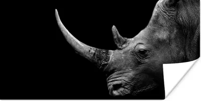 Produktbild von MuchoWow® Poster Nashorn - Tiere - Schwarz - Weiß - Porträt 80x40 cm - Wanddeko