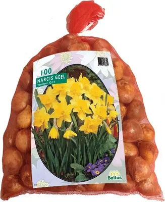 Produktbild von Narcis Geel 100 Stück Osterglocken Narzissen Blumenzwiebel