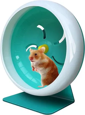 Produktbild von Silent Übungsrad für Hamster, 7 Zoll, blau
