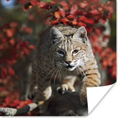 Produktbild von MuchoWow® Poster Luchs - Baumstamm - Herbst 100x100 cm - Babyzimmer