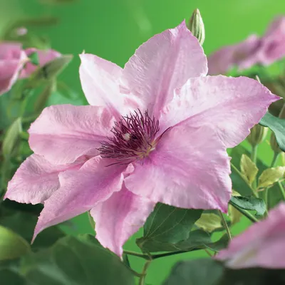 Obrázek produktu pro Popínavá rostlina Clematis Pink Fantasy - ružové kvety - nenárocná na péci - 2