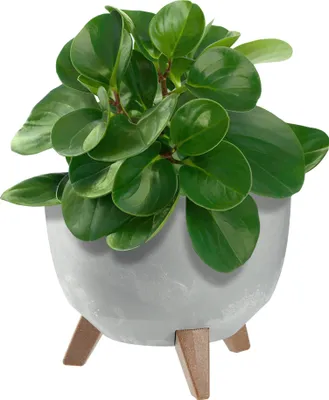 Obrázok produktu pre KADAX kvetináč, kvetináč, 24 cm, kryt + zásuvné nožičky, korkový stojan na kvety, sivý