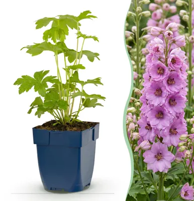 Image de Delphinium (P) Astolat - Delphinium - Plantes attirant les abeilles et les papillons - Rose - 3 plants - 15-25cm - Ø11cm - Plante de jardin