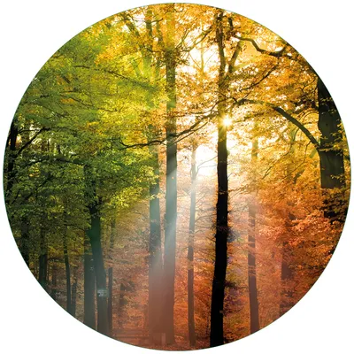 Produktbild von Wallario Premium Glasbild, freischwebende Optik, kräftige Farben, rund 50cm Durchmesser, Motiv Sonnenuntergang im Herbstwald