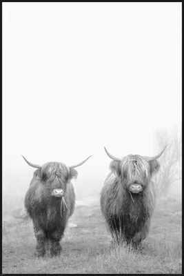 Image de Vaches - Highland Cattle - 2 bovins - Animaux - Animaux - Poster - Taille cm