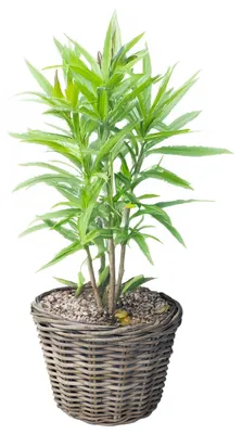 Produktbild von VD Leeden Pflanzen- oder Blumenkorb - rund - Rattan - geflochtene Weide - D30 x H27 cm - Blumentopf