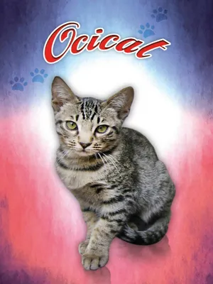 Produktbild von vianmo Holzschild 40x30 cm Katze Ocicat