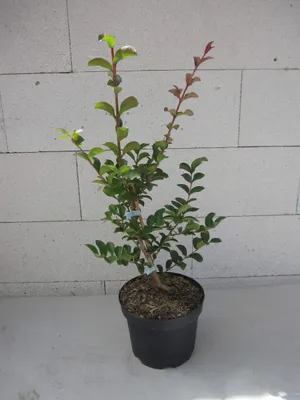 Produktbild von Lagerstroemia indica Rhapsody in Pink - Chinesische Kräuselmyrte - 40-60cm