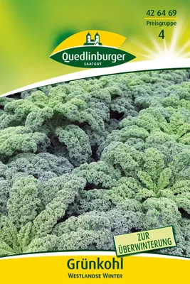 Produktbild von Grünkohl Westlandse Winter | Grünkohlsamen von Quedlinburger