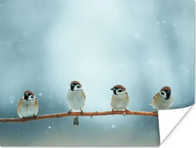 Produktbild von MuchoWow® Poster Vögel - Spatz - Schnee - Winter 120x90 cm - Wandbild