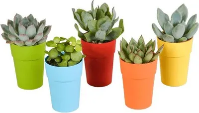 Produktbild von Sukkulenten Mix 5 Pflanzen Ø5,5cm Mini-Pflanzen im Topf mit Holzbeinen