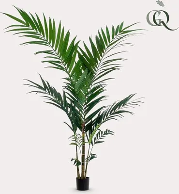 Produktbild von Famanu Kunstpflanze Kentiapalm - 150 cm