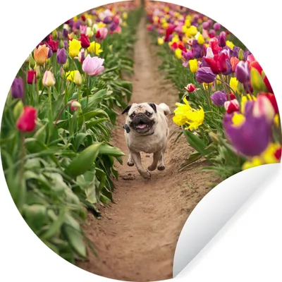 Produktbild von MuchoWow® - Wand Kreis - Wand Bild - Foto Tapete - Selbstklebende - Wohnzimmerdekoration - Wand Dekoration - Kinderzimmer